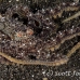 octopus_v_white_ta_hsb_r_h_0170_kom5157.jpg